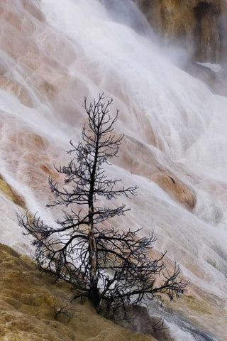 Wyoming Mammoth Hot Springs waterfall Black Ornate Wood Framed Art Print with Double Matting by Bush, Marie