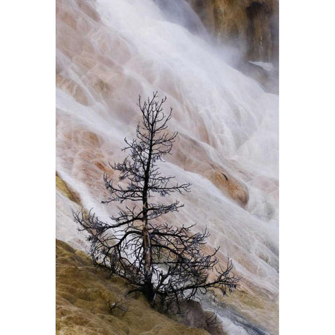 Wyoming Mammoth Hot Springs waterfall Black Modern Wood Framed Art Print by Bush, Marie