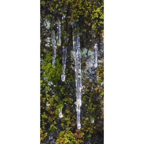 USA, California, Yosemite NP Icicles on moss White Modern Wood Framed Art Print by Bush, Marie