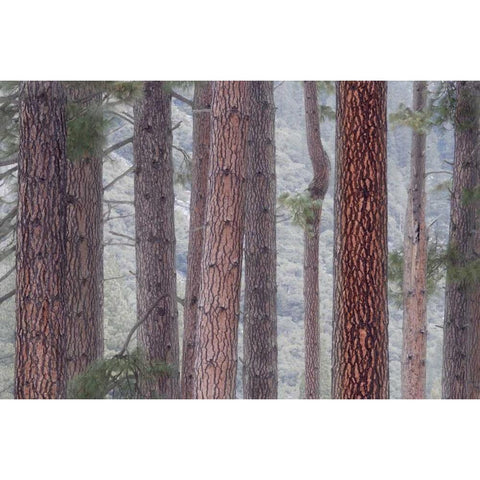 USA, California, Yosemite NP Pine trees in fog Black Modern Wood Framed Art Print with Double Matting by Bush, Marie