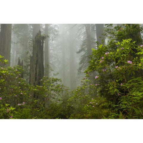 California, Redwoods NP Fog and rhododendrons Black Modern Wood Framed Art Print by Illg, Cathy and Gordon