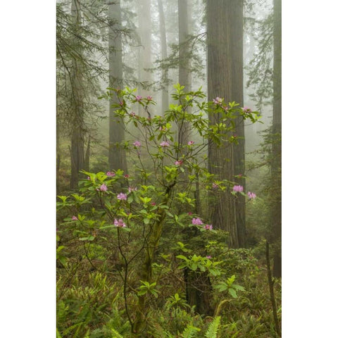 California, Redwoods NP Fog and rhododendrons Black Modern Wood Framed Art Print by Illg, Cathy and Gordon