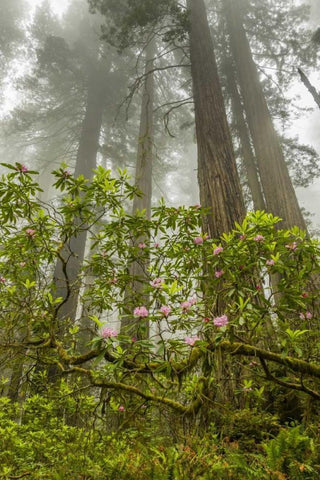 California, Redwoods NP Fog and rhododendrons Black Ornate Wood Framed Art Print with Double Matting by Illg, Cathy and Gordon