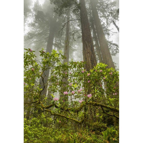 California, Redwoods NP Fog and rhododendrons Black Modern Wood Framed Art Print by Illg, Cathy and Gordon