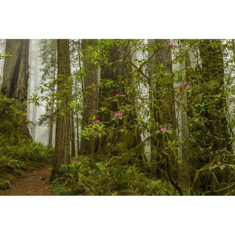 California, Redwoods NP Fog and rhododendrons Black Modern Wood Framed Art Print by Illg, Cathy and Gordon