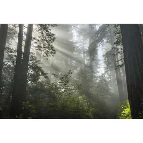 California Fog in Ladybird Johnson Grove Black Modern Wood Framed Art Print by Illg, Cathy and Gordon