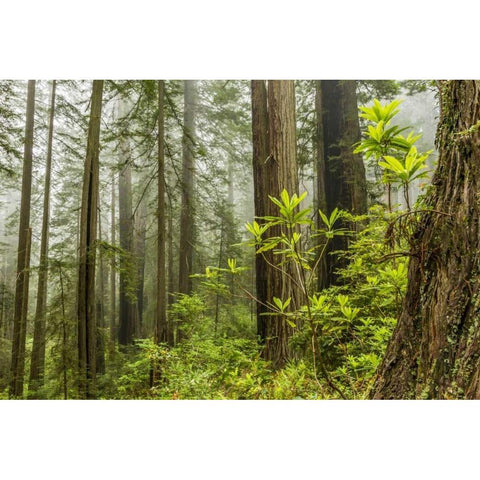 USA, California, Redwoods NP Foggy forest Black Modern Wood Framed Art Print by Illg, Cathy and Gordon