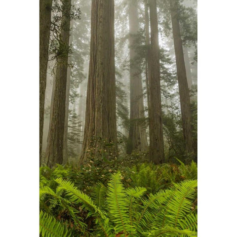 California, Redwoods NP Redwood trees and fog Black Modern Wood Framed Art Print with Double Matting by Illg, Cathy and Gordon