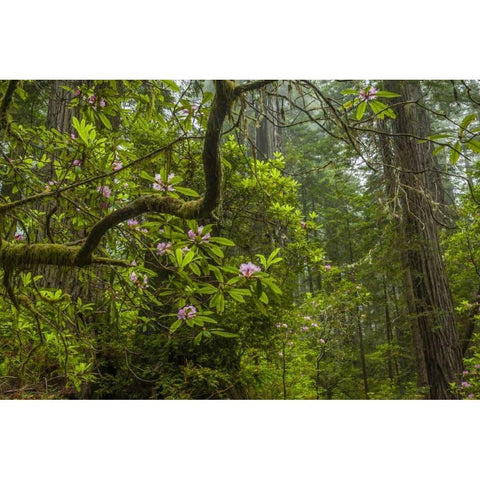 California, Redwoods NP Rhododendrons in forest Black Modern Wood Framed Art Print with Double Matting by Illg, Cathy and Gordon
