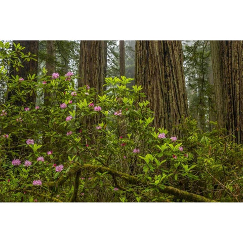 California, Redwoods NP Rhododendrons in forest Black Modern Wood Framed Art Print by Illg, Cathy and Gordon