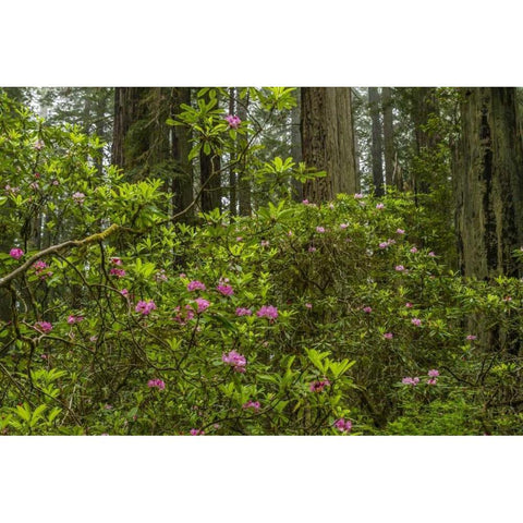 California, Redwoods NP Rhododendrons in forest Black Modern Wood Framed Art Print by Illg, Cathy and Gordon