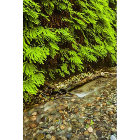California, Redwoods NP Scenic of Fern Creek White Modern Wood Framed Art Print by Illg, Cathy and Gordon