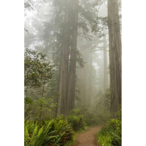 CA, Redwoods NP Trail through redwood trees Black Modern Wood Framed Art Print by Illg, Cathy and Gordon