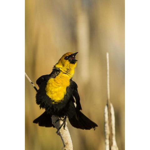 CA, Tule Lake NWR Yellow-headed blackbird Black Modern Wood Framed Art Print by Illg, Cathy and Gordon