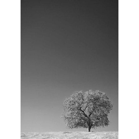 CA, Lone oak tree in the Sierra Nevada foothills White Modern Wood Framed Art Print by Flaherty, Dennis