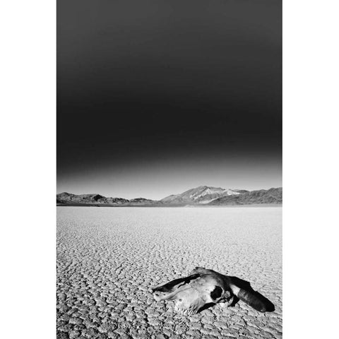 California, Death Valley NP Weathered cow skull White Modern Wood Framed Art Print by Flaherty, Dennis