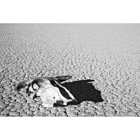 California, Death Valley NP Weathered cow skull White Modern Wood Framed Art Print by Flaherty, Dennis