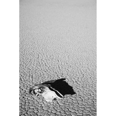 California, Death Valley NP Weathered cow skull White Modern Wood Framed Art Print by Flaherty, Dennis