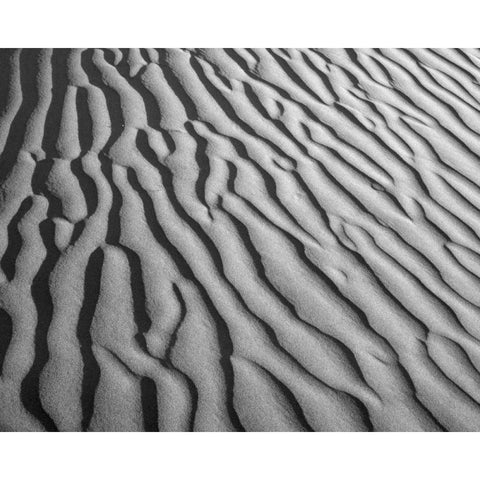 California, Death Valley NP Sand dune patterns Black Modern Wood Framed Art Print with Double Matting by Flaherty, Dennis