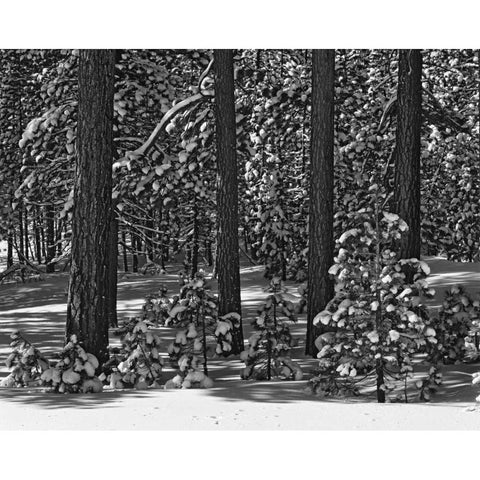 California, Sierra Nevada Forest in winter White Modern Wood Framed Art Print by Flaherty, Dennis