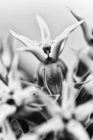 California, Owens Valley Showy milkweed Black Ornate Wood Framed Art Print with Double Matting by Flaherty, Dennis