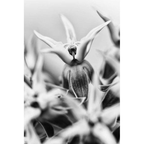 California, Owens Valley Showy milkweed White Modern Wood Framed Art Print by Flaherty, Dennis