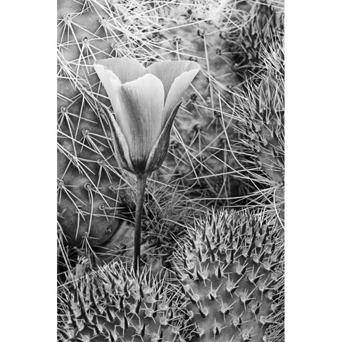 CA, Death Valley NP Mariposa tulip amid cacti Gold Ornate Wood Framed Art Print with Double Matting by Flaherty, Dennis