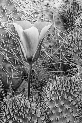 CA, Death Valley NP Mariposa tulip amid cacti White Modern Wood Framed Art Print with Double Matting by Flaherty, Dennis