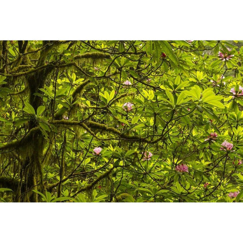 California, Redwoods NP Rhododendrons in forest Black Modern Wood Framed Art Print by Illg, Cathy and Gordon