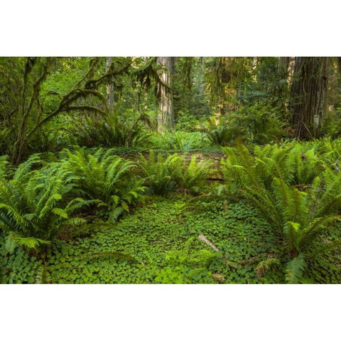 CA, Redwoods NP Ferns and mossy trees in forest Black Modern Wood Framed Art Print by Illg, Cathy and Gordon