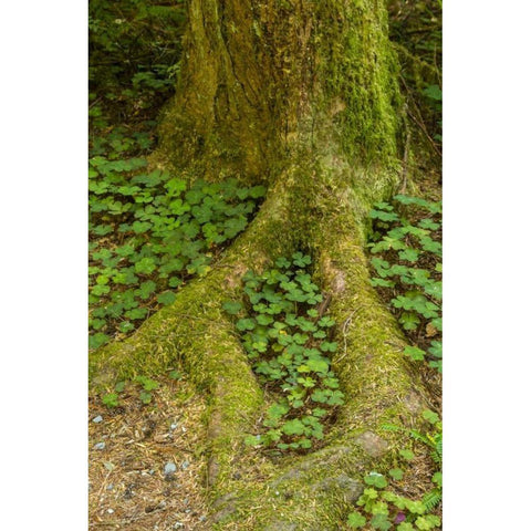 USA, California, Redwoods NP Clover at tree base Black Modern Wood Framed Art Print by Illg, Cathy and Gordon