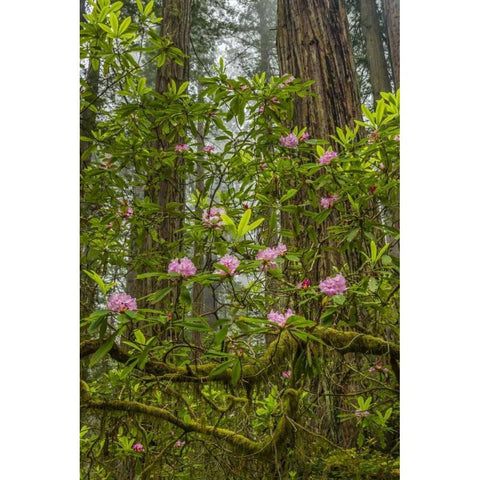 California, Redwoods NP Rhododendrons in forest White Modern Wood Framed Art Print by Illg, Cathy and Gordon