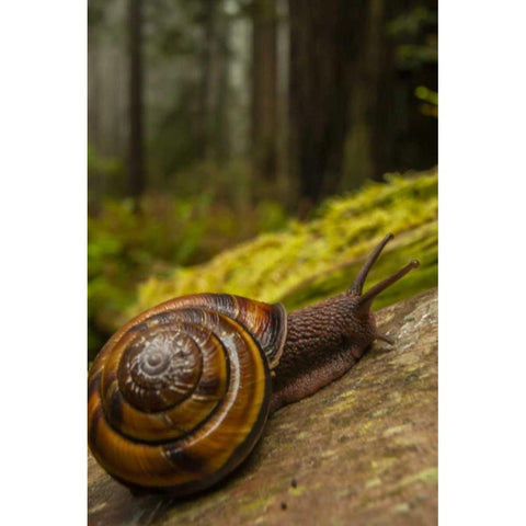 USA, California, Redwoods NP Close-up of snail White Modern Wood Framed Art Print by Illg, Cathy and Gordon