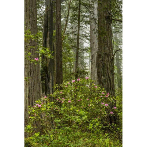 California, Redwoods NP Rhododendrons in forest Black Modern Wood Framed Art Print by Illg, Cathy and Gordon