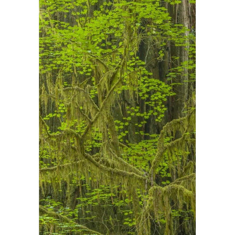 California, Redwoods NP Mossy limbs in forest Black Modern Wood Framed Art Print by Illg, Cathy and Gordon