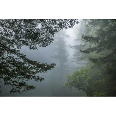 California Fog in Ladybird Johnson Grove Black Modern Wood Framed Art Print by Illg, Cathy and Gordon