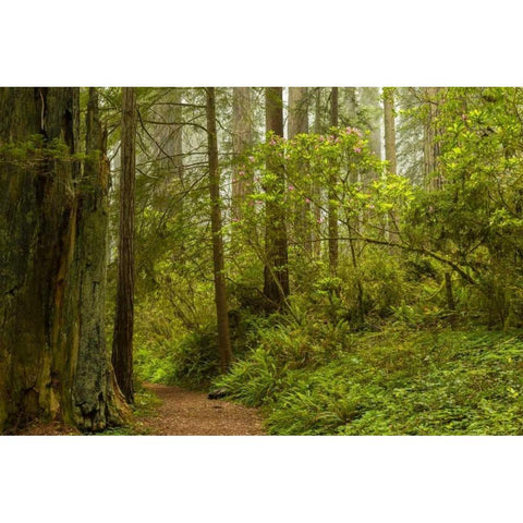 California, Redwoods NP Trail through forest Black Modern Wood Framed Art Print with Double Matting by Illg, Cathy and Gordon