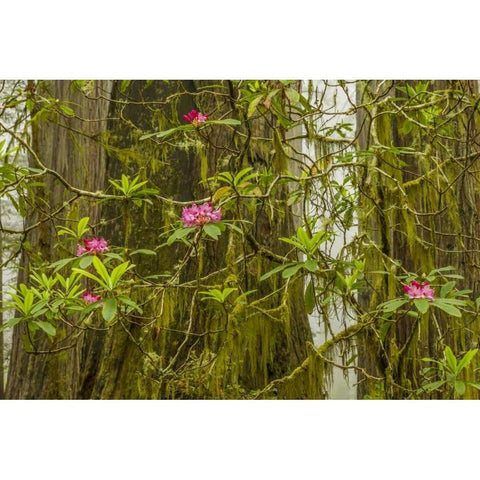California, Redwoods NP Fog and rhododendrons Gold Ornate Wood Framed Art Print with Double Matting by Illg, Cathy and Gordon