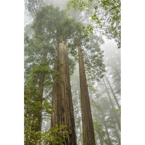 California, Redwoods NP Redwood trees and fog Black Modern Wood Framed Art Print by Illg, Cathy and Gordon