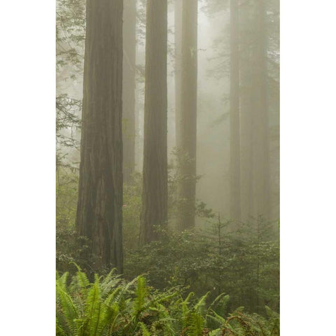 California, Redwoods NP Redwood trees and fog Black Modern Wood Framed Art Print by Illg, Cathy and Gordon