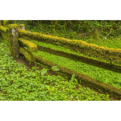 USA, California, Redwoods NP Moss-covered fence Gold Ornate Wood Framed Art Print with Double Matting by Illg, Cathy and Gordon