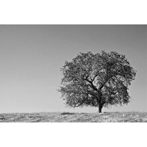 CA, Lone oak tree in the Sierra Nevada foothills White Modern Wood Framed Art Print by Flaherty, Dennis