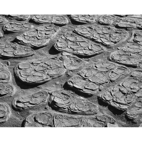 CA, Death Valley Cracked mud of the playa floor Black Modern Wood Framed Art Print by Flaherty, Dennis