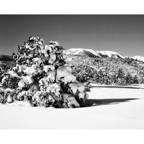 CA, Sierra Nevada Morning on winter landscape White Modern Wood Framed Art Print by Flaherty, Dennis