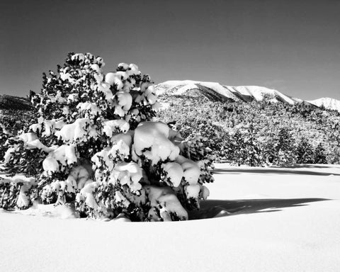 CA, Sierra Nevada Morning on winter landscape Black Ornate Wood Framed Art Print with Double Matting by Flaherty, Dennis