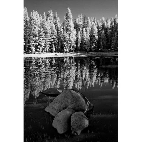 California, Yosemite Forest reflects in a pond Black Modern Wood Framed Art Print by Flaherty, Dennis