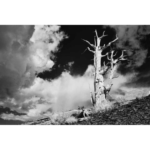 CA, White Mts Ancient bristlecone pine tree White Modern Wood Framed Art Print by Flaherty, Dennis