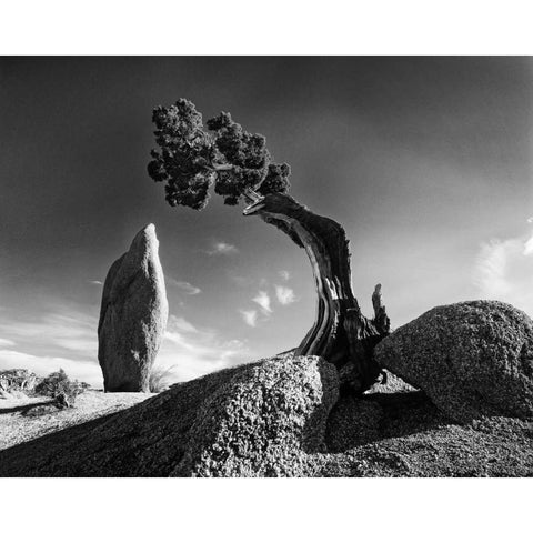 CA, Joshua Tree NP Monolith and juniper tree White Modern Wood Framed Art Print by Flaherty, Dennis