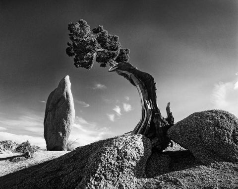 CA, Joshua Tree NP Monolith and juniper tree White Modern Wood Framed Art Print with Double Matting by Flaherty, Dennis