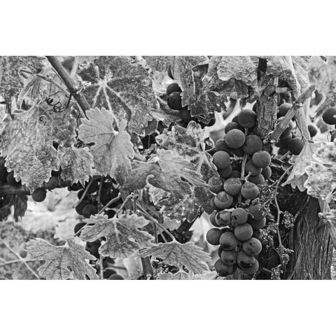 CA, Napa Valley Cabernet sauvignon grapes Gold Ornate Wood Framed Art Print with Double Matting by Flaherty, Dennis